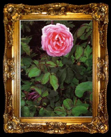framed  unknow artist Still life floral, all kinds of reality flowers oil painting  198, ta009-2